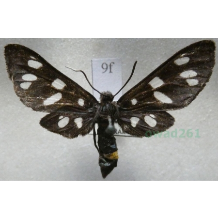 Amata phegea (Linnaeus, 1758) Oblaczek granatek Czech9f